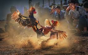 Why is SV388 Always Leading the Trend of Online Cockfighting Betting?